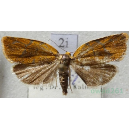 Ptycholoma lecheana (Linnaeus, 1758) Czech2i